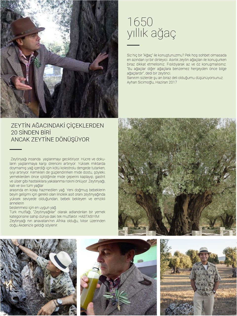 Akhisar'da Zeytin